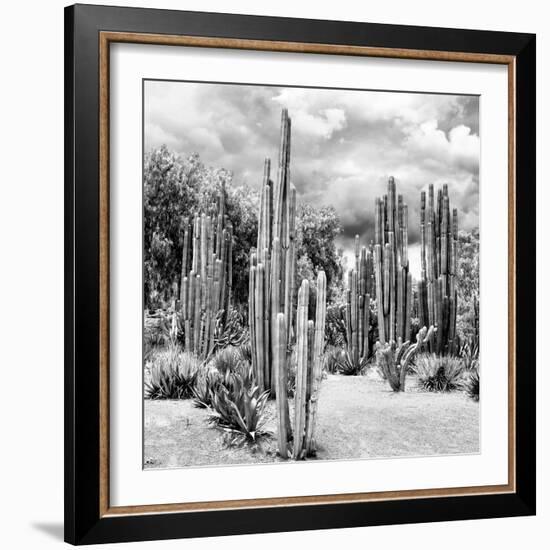 ?Viva Mexico! Square Collection - Cardon Cactus B&W II-Philippe Hugonnard-Framed Photographic Print