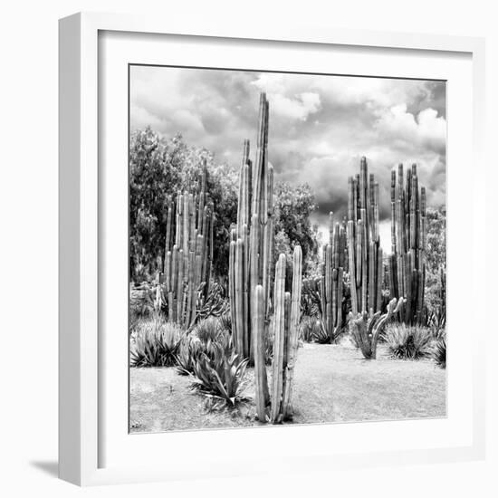 ?Viva Mexico! Square Collection - Cardon Cactus B&W II-Philippe Hugonnard-Framed Photographic Print