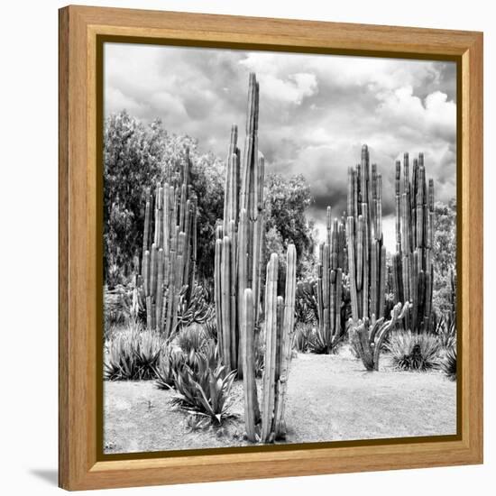 ?Viva Mexico! Square Collection - Cardon Cactus B&W II-Philippe Hugonnard-Framed Premier Image Canvas