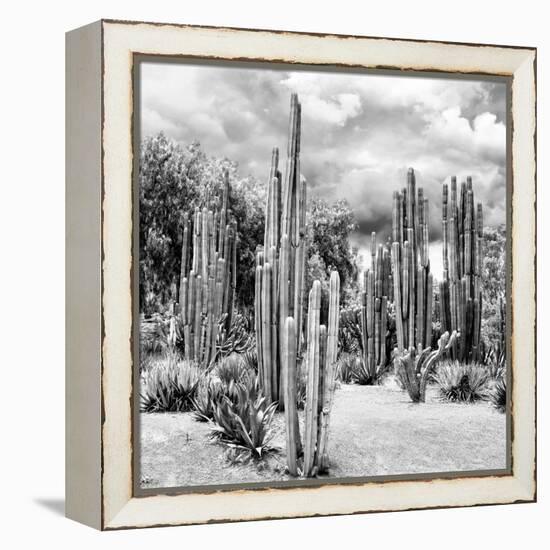 ?Viva Mexico! Square Collection - Cardon Cactus B&W II-Philippe Hugonnard-Framed Premier Image Canvas