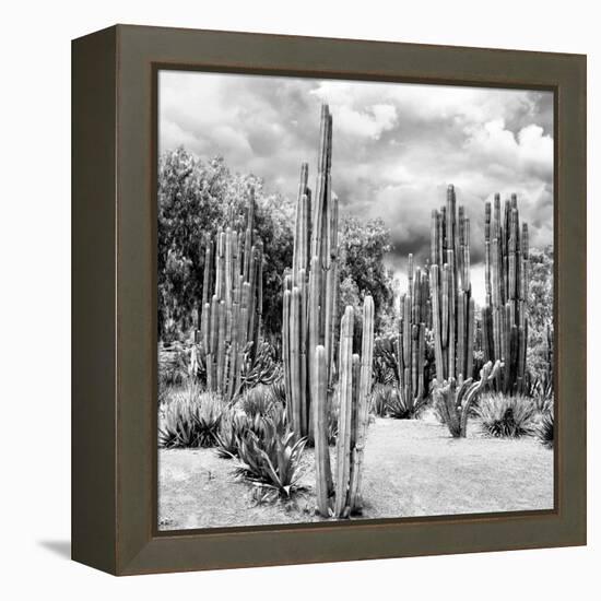 ?Viva Mexico! Square Collection - Cardon Cactus B&W II-Philippe Hugonnard-Framed Premier Image Canvas