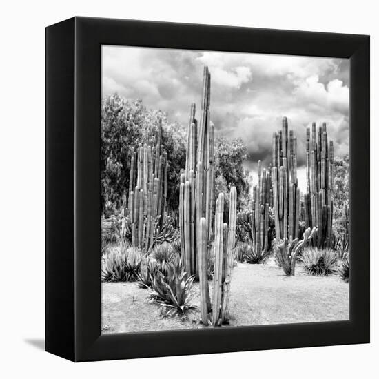 ?Viva Mexico! Square Collection - Cardon Cactus B&W II-Philippe Hugonnard-Framed Premier Image Canvas