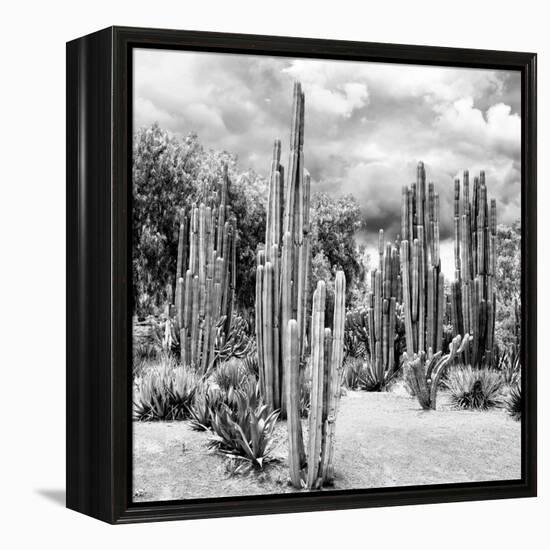 ?Viva Mexico! Square Collection - Cardon Cactus B&W II-Philippe Hugonnard-Framed Premier Image Canvas