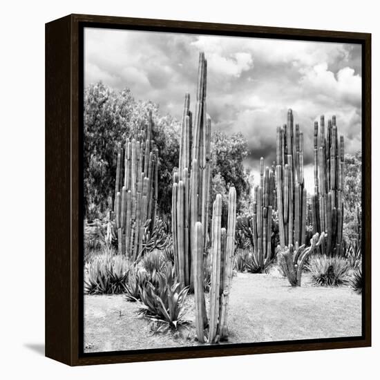?Viva Mexico! Square Collection - Cardon Cactus B&W II-Philippe Hugonnard-Framed Premier Image Canvas