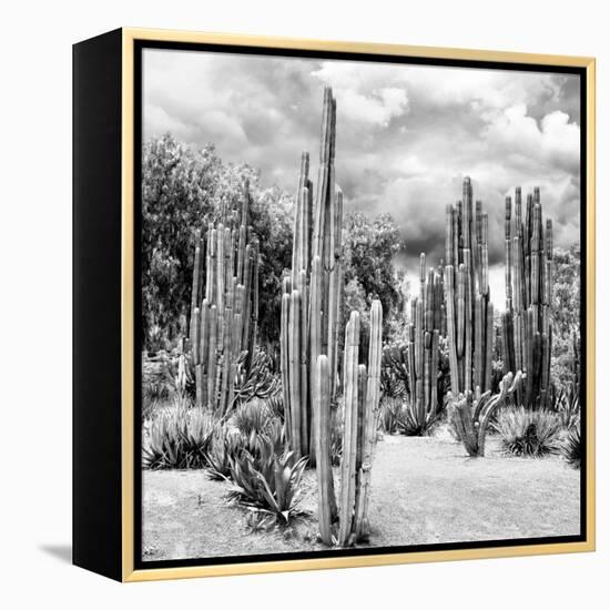 ?Viva Mexico! Square Collection - Cardon Cactus B&W II-Philippe Hugonnard-Framed Premier Image Canvas