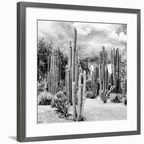 ?Viva Mexico! Square Collection - Cardon Cactus B&W II-Philippe Hugonnard-Framed Photographic Print