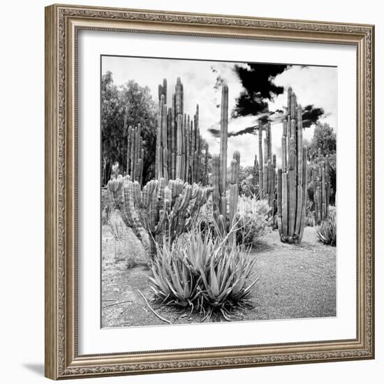 ¡Viva Mexico! Square Collection - Cardon Cactus B&W IV-Philippe Hugonnard-Framed Photographic Print