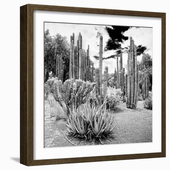 ¡Viva Mexico! Square Collection - Cardon Cactus B&W IV-Philippe Hugonnard-Framed Photographic Print