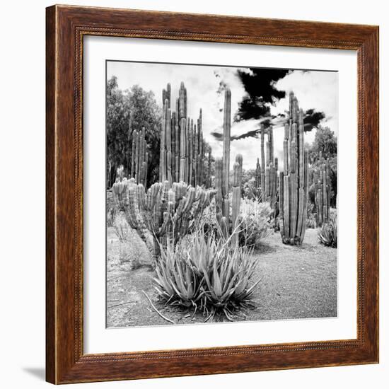 ¡Viva Mexico! Square Collection - Cardon Cactus B&W IV-Philippe Hugonnard-Framed Photographic Print