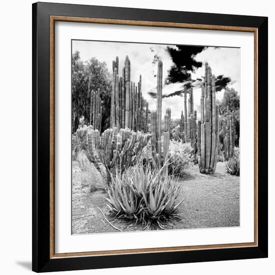 ¡Viva Mexico! Square Collection - Cardon Cactus B&W IV-Philippe Hugonnard-Framed Photographic Print