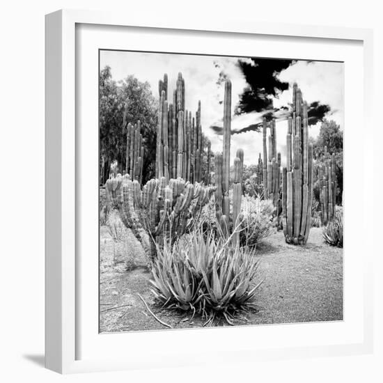 ¡Viva Mexico! Square Collection - Cardon Cactus B&W IV-Philippe Hugonnard-Framed Photographic Print