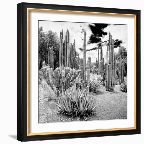 ¡Viva Mexico! Square Collection - Cardon Cactus B&W IV-Philippe Hugonnard-Framed Photographic Print