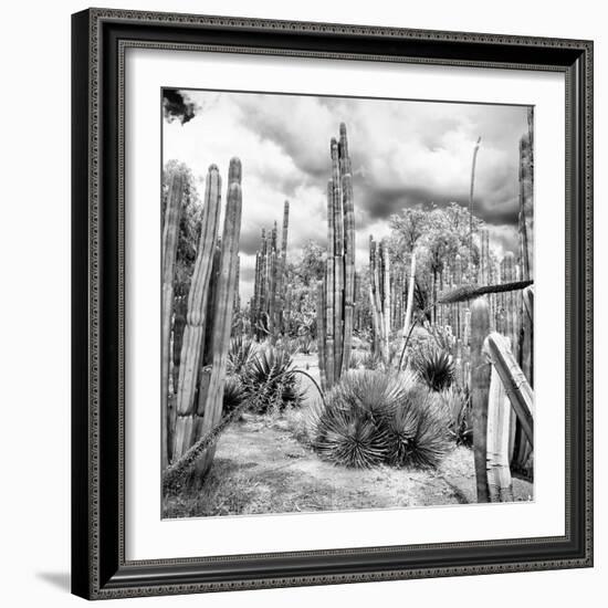¡Viva Mexico! Square Collection - Cardon Cactus B&W V-Philippe Hugonnard-Framed Photographic Print