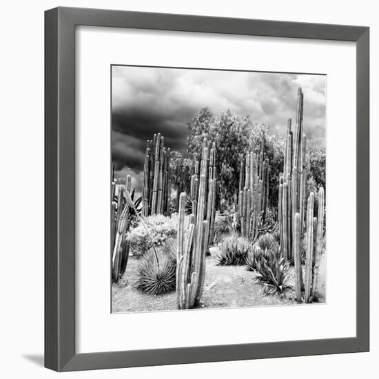 ¡Viva Mexico! Square Collection - Cardon Cactus B&W-Philippe Hugonnard-Framed Photographic Print