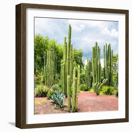 ¡Viva Mexico! Square Collection - Cardon Cactus II-Philippe Hugonnard-Framed Photographic Print