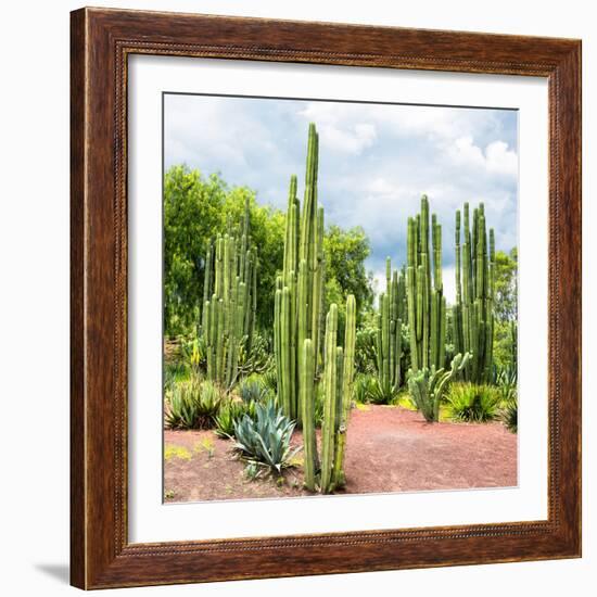 ¡Viva Mexico! Square Collection - Cardon Cactus II-Philippe Hugonnard-Framed Photographic Print