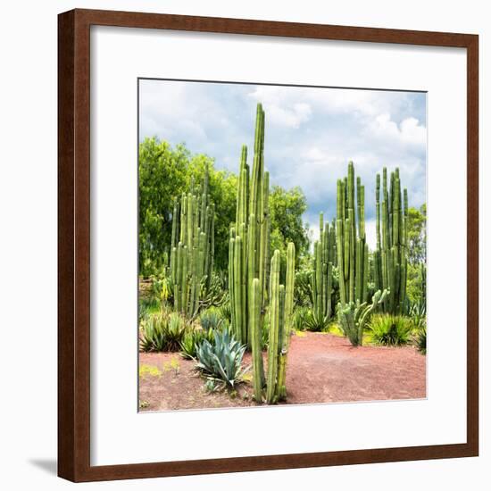 ¡Viva Mexico! Square Collection - Cardon Cactus II-Philippe Hugonnard-Framed Photographic Print