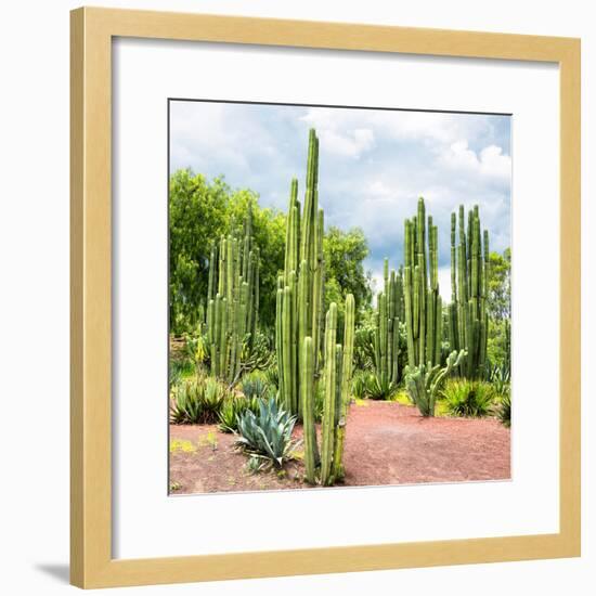 ¡Viva Mexico! Square Collection - Cardon Cactus II-Philippe Hugonnard-Framed Photographic Print