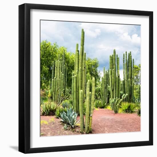 ¡Viva Mexico! Square Collection - Cardon Cactus II-Philippe Hugonnard-Framed Photographic Print