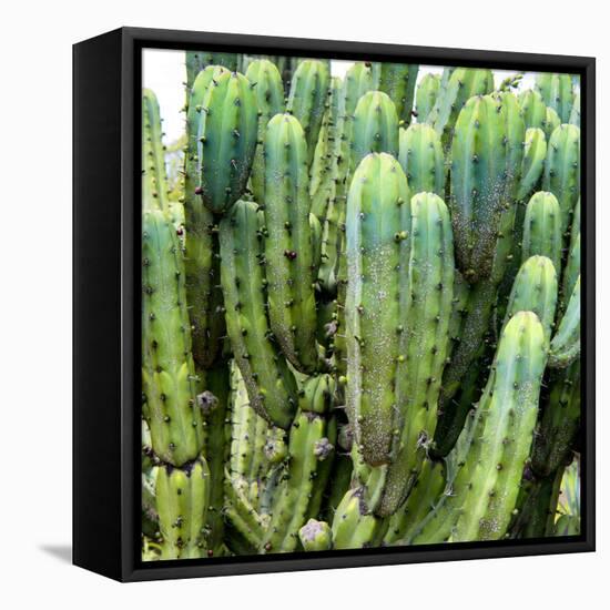 ?Viva Mexico! Square Collection - Cardon Cactus VIII-Philippe Hugonnard-Framed Premier Image Canvas