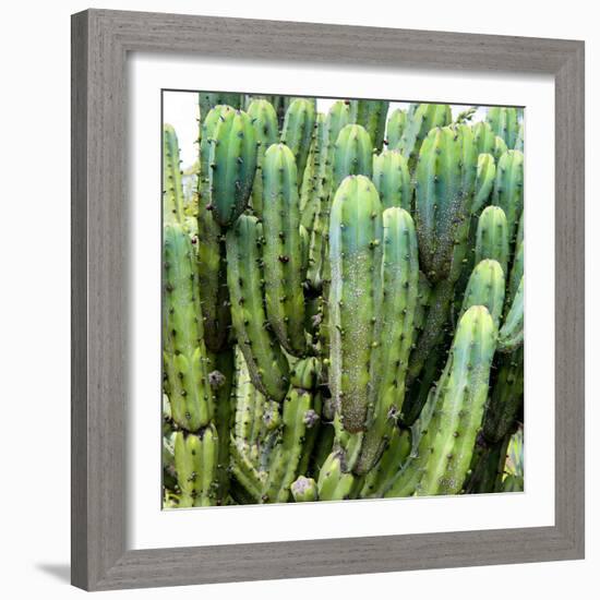 ?Viva Mexico! Square Collection - Cardon Cactus VIII-Philippe Hugonnard-Framed Photographic Print