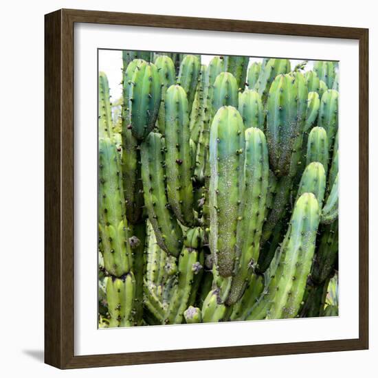 ?Viva Mexico! Square Collection - Cardon Cactus VIII-Philippe Hugonnard-Framed Photographic Print