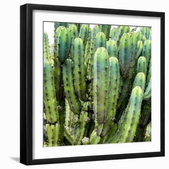 ?Viva Mexico! Square Collection - Cardon Cactus VIII-Philippe Hugonnard-Framed Photographic Print