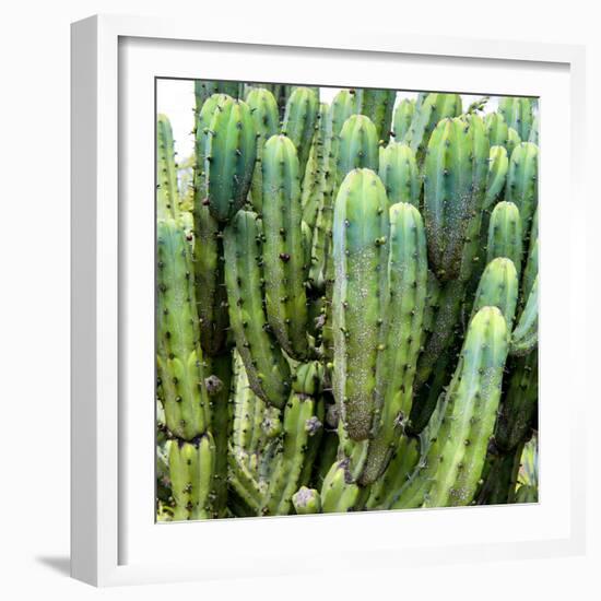 ?Viva Mexico! Square Collection - Cardon Cactus VIII-Philippe Hugonnard-Framed Photographic Print