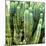 ?Viva Mexico! Square Collection - Cardon Cactus VIII-Philippe Hugonnard-Mounted Photographic Print