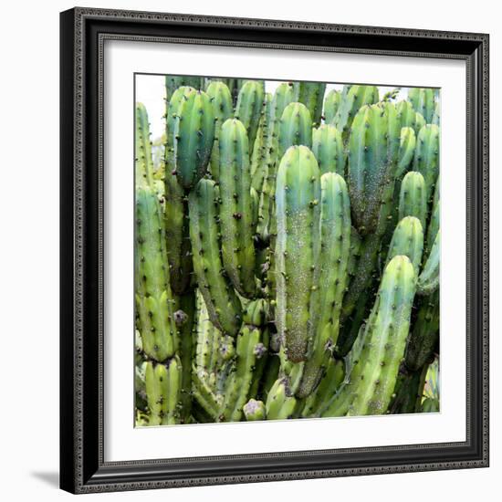 ?Viva Mexico! Square Collection - Cardon Cactus VIII-Philippe Hugonnard-Framed Photographic Print