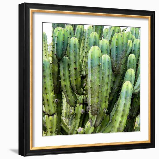 ?Viva Mexico! Square Collection - Cardon Cactus VIII-Philippe Hugonnard-Framed Photographic Print