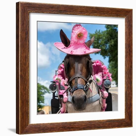 ¡Viva Mexico! Square Collection - Horse with a Pink Hat-Philippe Hugonnard-Framed Photographic Print