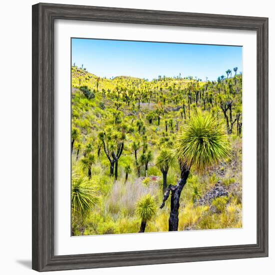 ¡Viva Mexico! Square Collection - Joshua Trees-Philippe Hugonnard-Framed Photographic Print