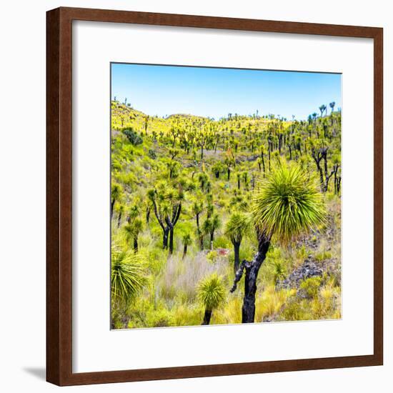 ¡Viva Mexico! Square Collection - Joshua Trees-Philippe Hugonnard-Framed Photographic Print