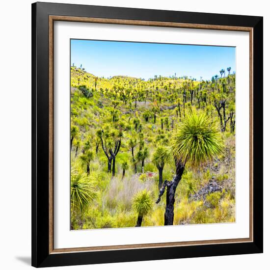 ¡Viva Mexico! Square Collection - Joshua Trees-Philippe Hugonnard-Framed Photographic Print