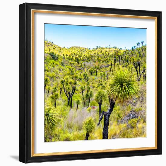 ¡Viva Mexico! Square Collection - Joshua Trees-Philippe Hugonnard-Framed Photographic Print