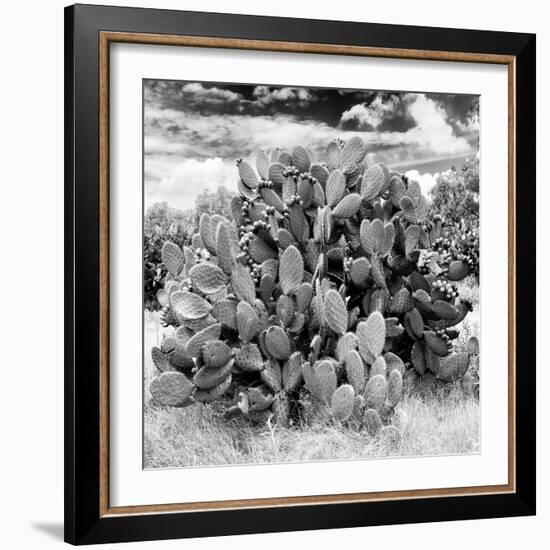 ¡Viva Mexico! Square Collection - Prickly Pear Cactus IV-Philippe Hugonnard-Framed Photographic Print