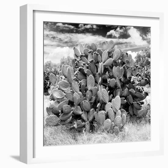 ¡Viva Mexico! Square Collection - Prickly Pear Cactus IV-Philippe Hugonnard-Framed Photographic Print