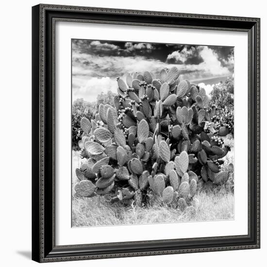 ¡Viva Mexico! Square Collection - Prickly Pear Cactus IV-Philippe Hugonnard-Framed Photographic Print