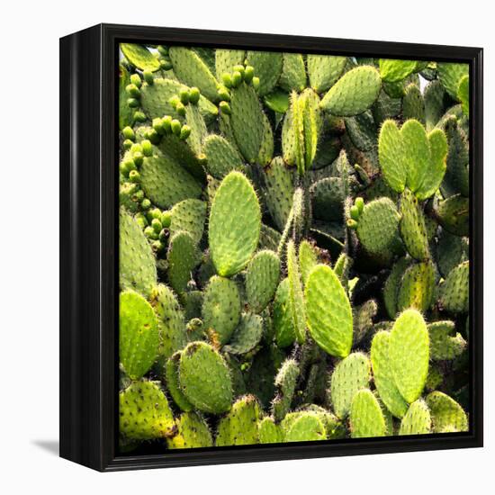 ?Viva Mexico! Square Collection - Prickly Pear Cactus V-Philippe Hugonnard-Framed Premier Image Canvas