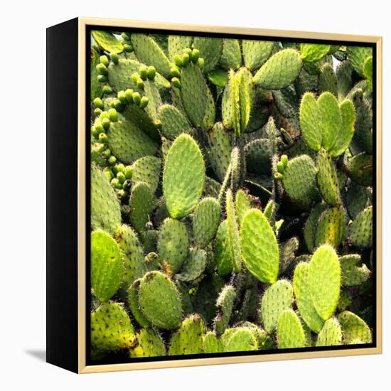 ?Viva Mexico! Square Collection - Prickly Pear Cactus V-Philippe Hugonnard-Framed Premier Image Canvas