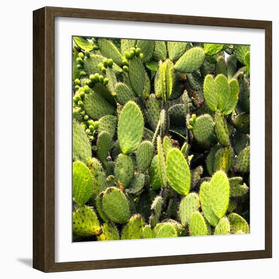 ?Viva Mexico! Square Collection - Prickly Pear Cactus V-Philippe Hugonnard-Framed Photographic Print