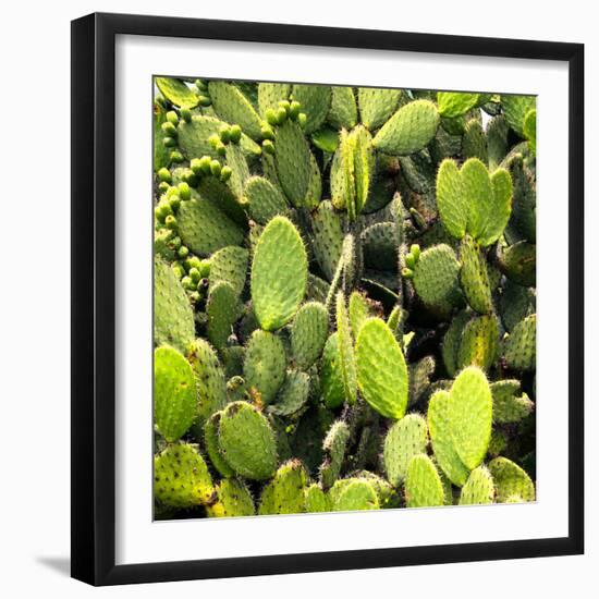 ?Viva Mexico! Square Collection - Prickly Pear Cactus V-Philippe Hugonnard-Framed Photographic Print