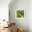 ?Viva Mexico! Square Collection - Prickly Pear Cactus V-Philippe Hugonnard-Framed Photographic Print displayed on a wall