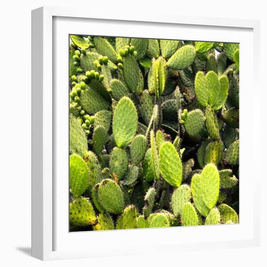 ?Viva Mexico! Square Collection - Prickly Pear Cactus V-Philippe Hugonnard-Framed Photographic Print