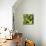?Viva Mexico! Square Collection - Prickly Pear Cactus V-Philippe Hugonnard-Mounted Photographic Print displayed on a wall