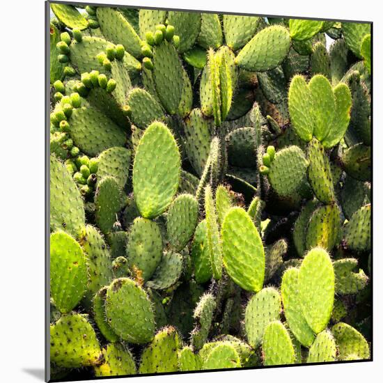 ?Viva Mexico! Square Collection - Prickly Pear Cactus V-Philippe Hugonnard-Mounted Photographic Print