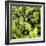 ?Viva Mexico! Square Collection - Prickly Pear Cactus V-Philippe Hugonnard-Framed Photographic Print