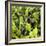 ?Viva Mexico! Square Collection - Prickly Pear Cactus V-Philippe Hugonnard-Framed Photographic Print