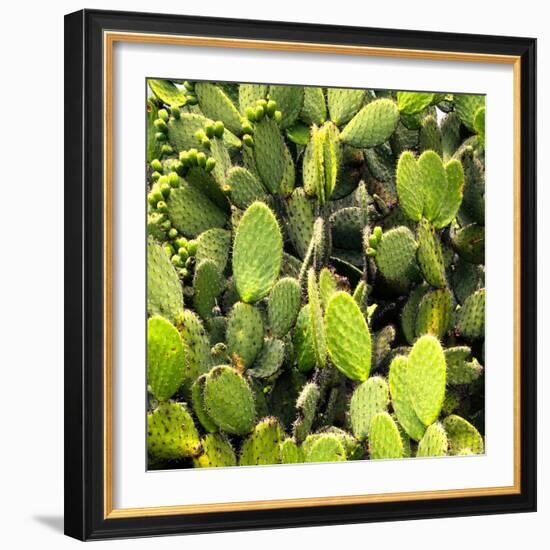 ?Viva Mexico! Square Collection - Prickly Pear Cactus V-Philippe Hugonnard-Framed Photographic Print